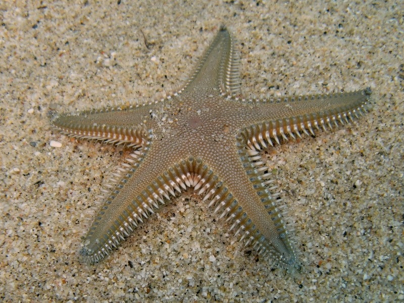 Astropecten platyacanthus (Philippi, 1837)